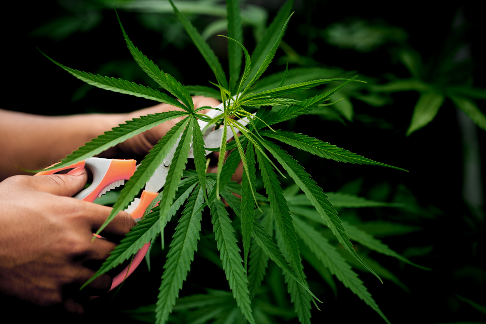 PRONAĐEN ZASAD OD 90 BILJAKA: U Rumi rodila marihuana