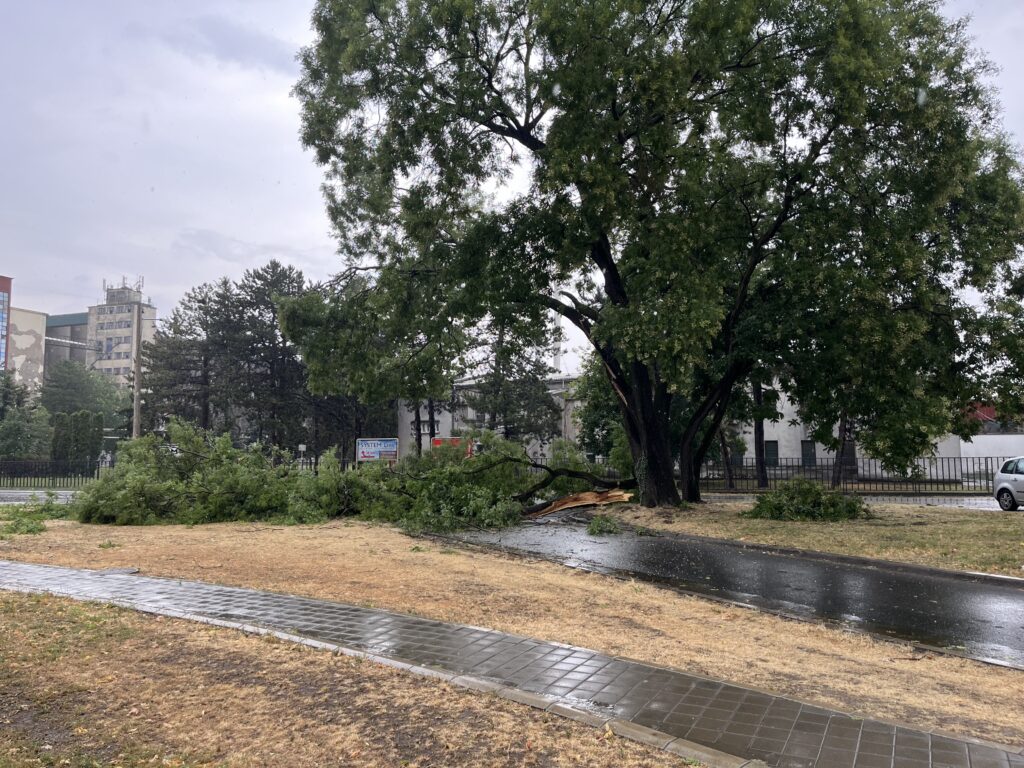 NEVREME NA SEVERU SRBIJE: U Subotici jaka oluja iščupala desetine stabala