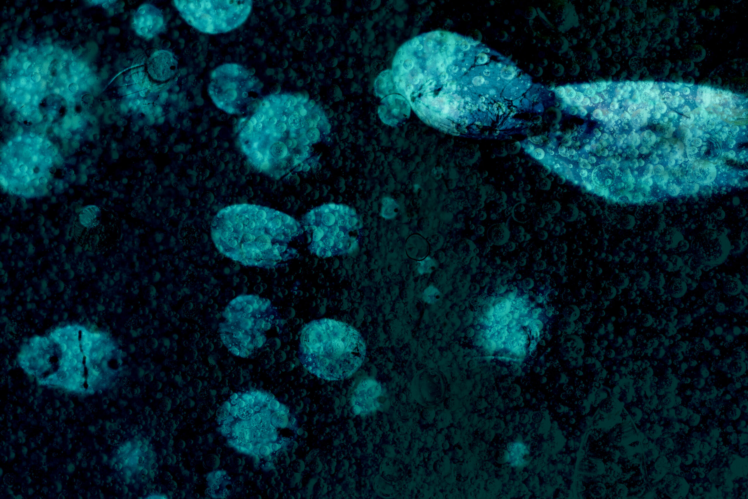 Virus plavog jezika