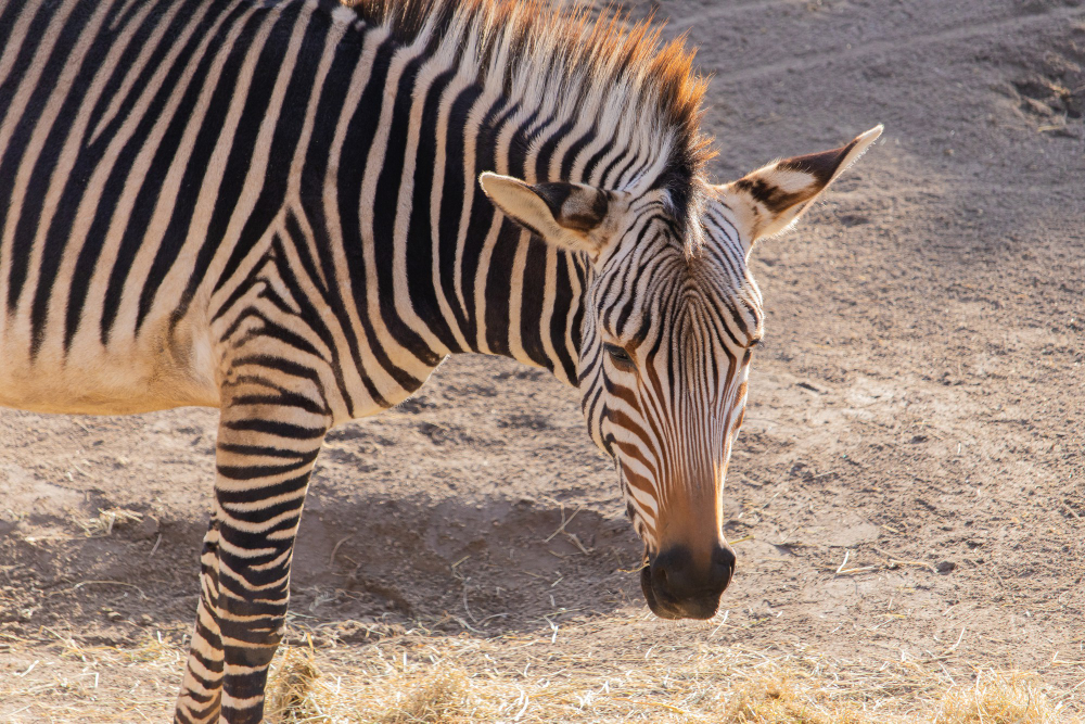 POVREĐENE DVE OSOBE I DEČAK: Zebra pobegla iz kaveza u Beogradskom Zoo vrtu