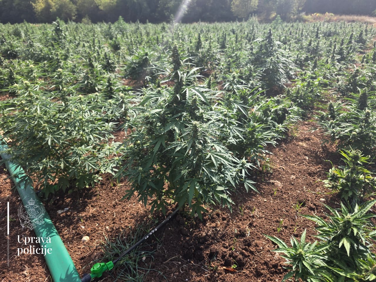 marihuana, droga
