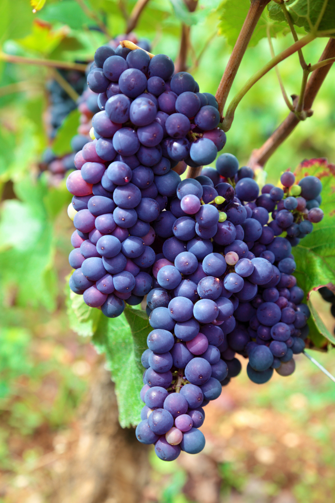 (NE)OBRAŠE SE VINOGRADI: Berba i rezidba vinograda u Srbiji zavisi od sezonske radne snage