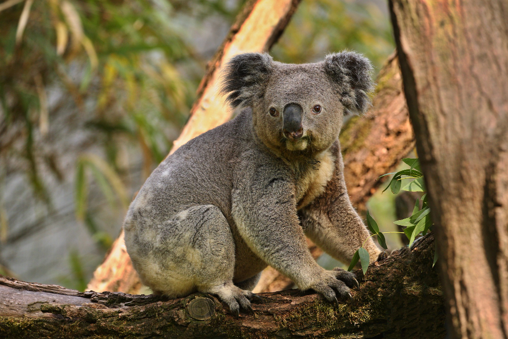 AUSTRALIJA DOBIJA NOVI NACIONALNI PARK: Grejt koala će štititi od istrebljenja više od 12.000 koala