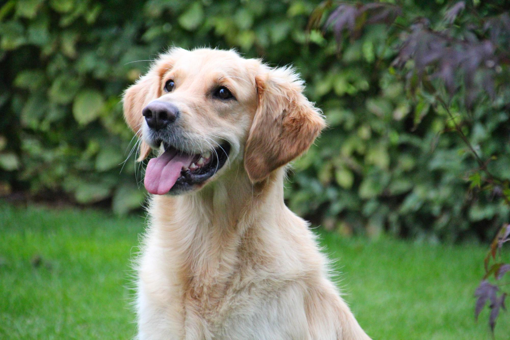 VREME JE ZA VETERINARA: Kako prepoznati da vašeg psa muče zubi?