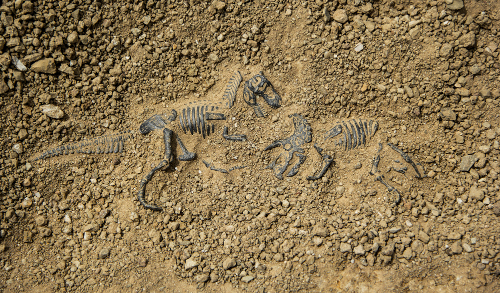 NOVA STUDIJA OTKRIVA: Dinosaurusi bili rasprostranjeni pre udara asteroida u Zemlju