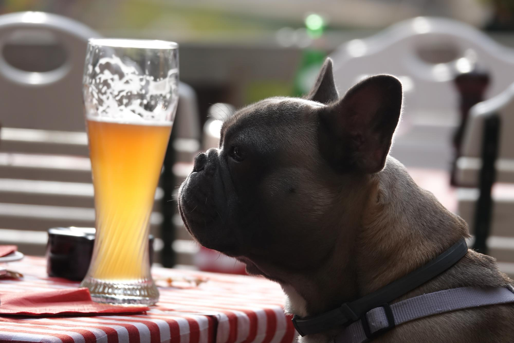 NAZDRAVITE SA SVOJIM KUĆNIM LJUBIMCEM: Bezalkoholno pivo za pse posle napornog dana