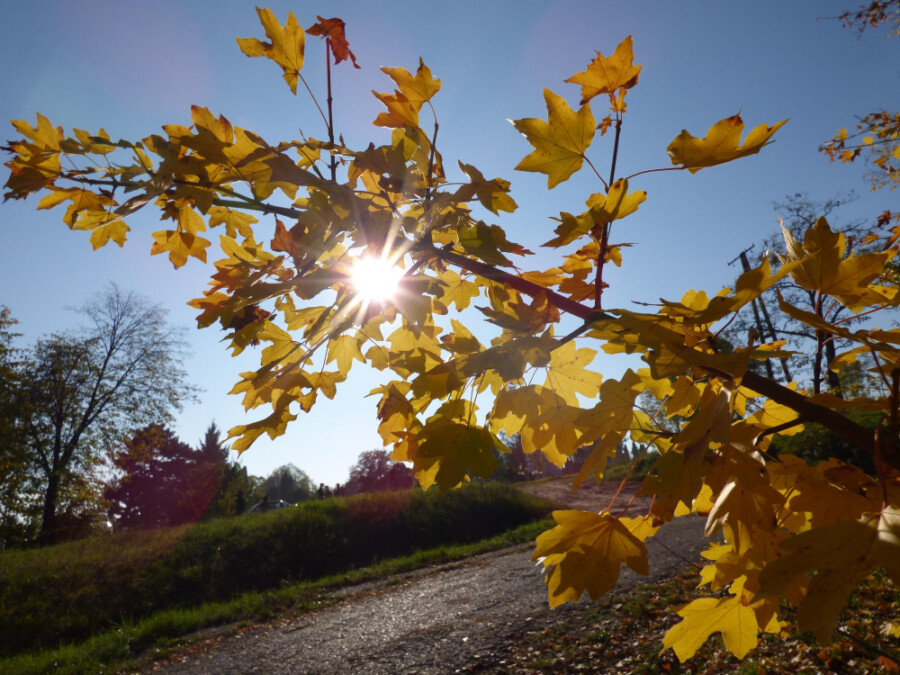 SUNČANO I VEDRO: Ujutru magla, tokom dana pretežno toplo sa prijatnim temperaturama